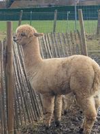 alpaca hengst 1,5 jaar, Animaux & Accessoires, Mâle, 0 à 2 ans