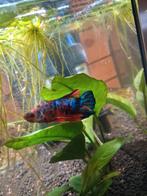 Mannelijke koi betta + aquarium, Dieren en Toebehoren, Vissen | Aquariumvissen