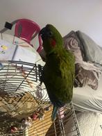 Ara Lafresnay, Dieren en Toebehoren, Vogels | Parkieten en Papegaaien, Mannelijk, Papegaai, Geringd