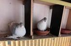 Lahore duif, Dieren en Toebehoren, Vogels | Duiven