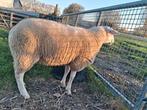 Jonge zware bok, Dieren en Toebehoren, Mannelijk, Schaap, 0 tot 2 jaar