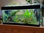 Aquarium juwel 180 en alle toebehoren incl. vissen, co2 etc, Dieren en Toebehoren, Vis, Zoetwatervis