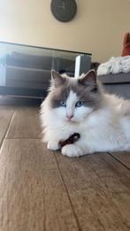Ragdoll met stamboom, Dieren en Toebehoren, Katten en Kittens | Raskatten | Langhaar, Poes, Gechipt, 3 tot 5 jaar