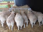 schapen, Dieren en Toebehoren, Schapen, Geiten en Varkens, Meerdere dieren, Schaap, 0 tot 2 jaar