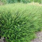 Lonicera, Tuin en Terras, Planten | Struiken en Hagen, Ophalen, Haag