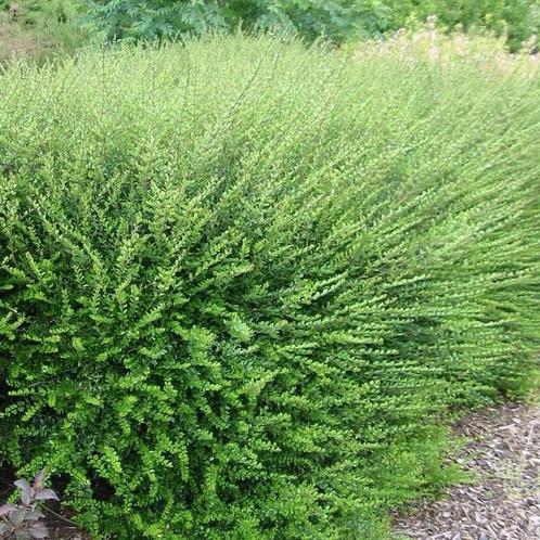 Lonicera, Tuin en Terras, Planten | Struiken en Hagen, Haag, Ophalen