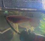 Unieke Betta Man (Eigen Kweek) – Wit/Metallic Marble, Animaux & Accessoires, Poissons | Poissons d'aquarium