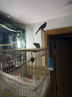 Polpol kopel vaste rong 2025