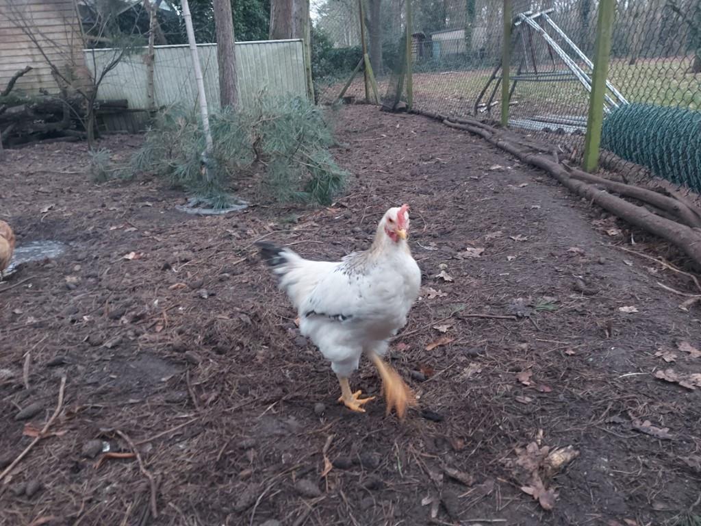 Prachtige jonge Haan, Animaux & Accessoires, Volatiles, Poule ou poulet, Mâle