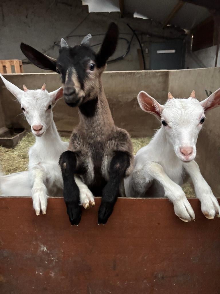 Geitjes te koop: Saanen en kruising nubisch, Dieren en Toebehoren, Schapen, Geiten en Varkens, Meerdere dieren, Geit, 0 tot 2 jaar