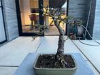 Bonsai boom lariks, Tuin en Terras, Ophalen