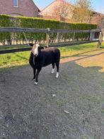 Bok te koop, Dieren en Toebehoren, Schapen, Geiten en Varkens