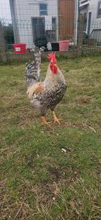Mooie haan, Dieren en Toebehoren, Pluimvee