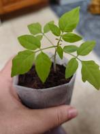 Bianca Wilde Cherry | Tomaat Planten, Enlèvement