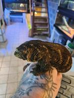 1.1 Pair MT Koghis Leachianus Geckos, Lézard, 3 à 6 ans