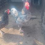 Œufs à incuber de coucou de Malines, Animaux & Accessoires