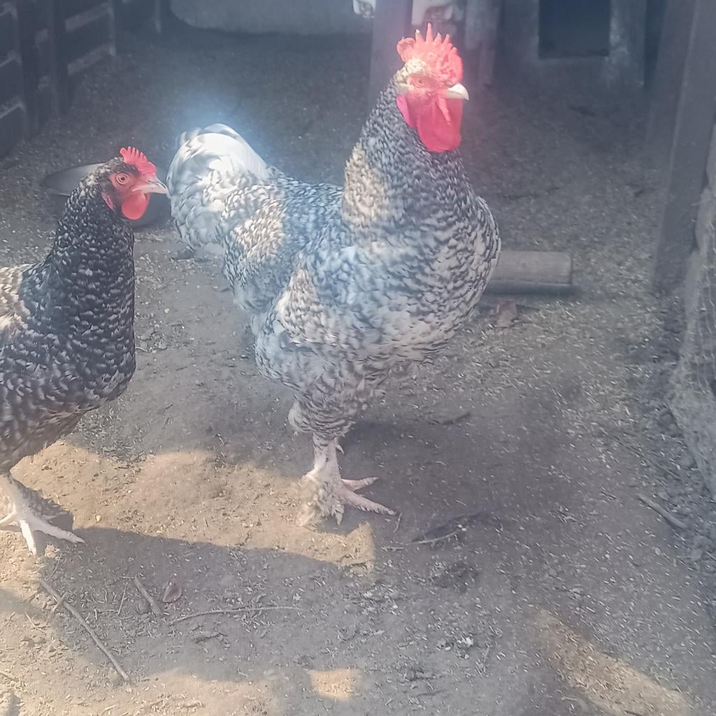 Broedeieren Mechelse koekoek, Dieren en Toebehoren, Pluimvee