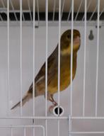 Kanarie Man 2025, Dieren en Toebehoren, Vogels | Kanaries