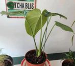 Petite plante d'intérieur - monstera delisiosa - avec pot +., En pot, Enlèvement ou Envoi, Moins de 100 cm, Plante verte