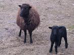 Heel mooi raszuiver ouessant mieke met boklam, Dieren en Toebehoren, Schaap
