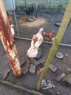 kalkoen, Femelle, Dinde