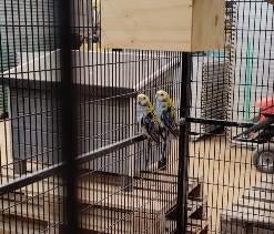 bleekkopman, 2 stuks 2025 zo goed als op kleur, Dieren en Toebehoren, Geringd