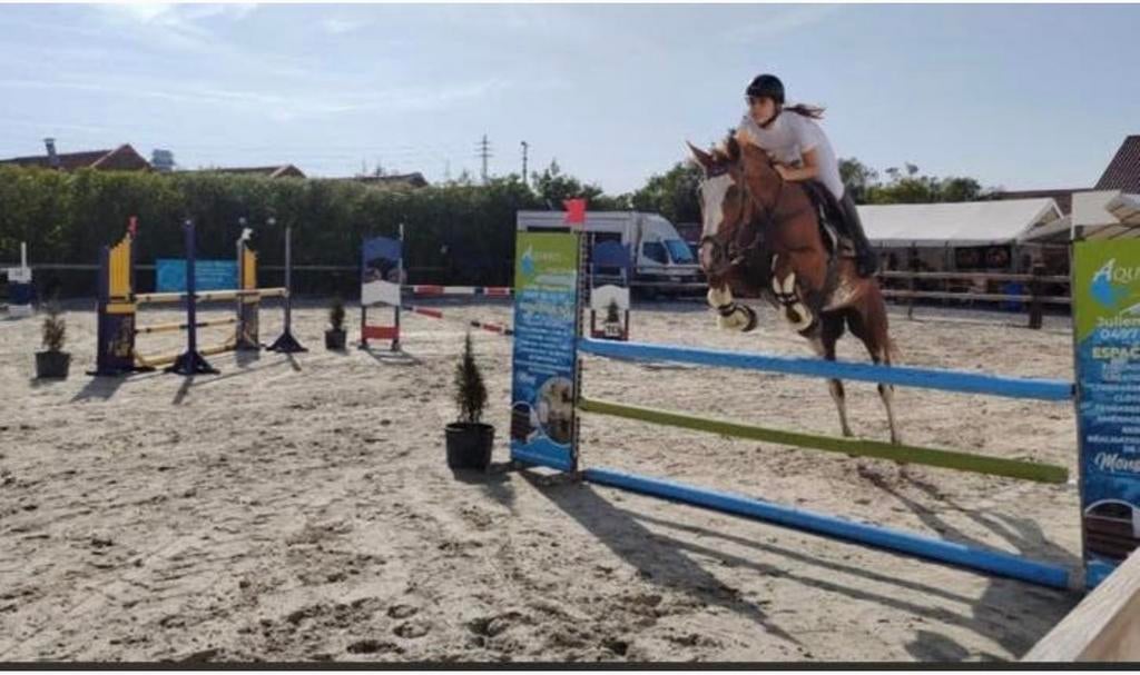 Springpaard met goede papieren, Dieren en Toebehoren, Paarden, Merrie, Springpaard, 11 jaar of ouder, Met stamboom