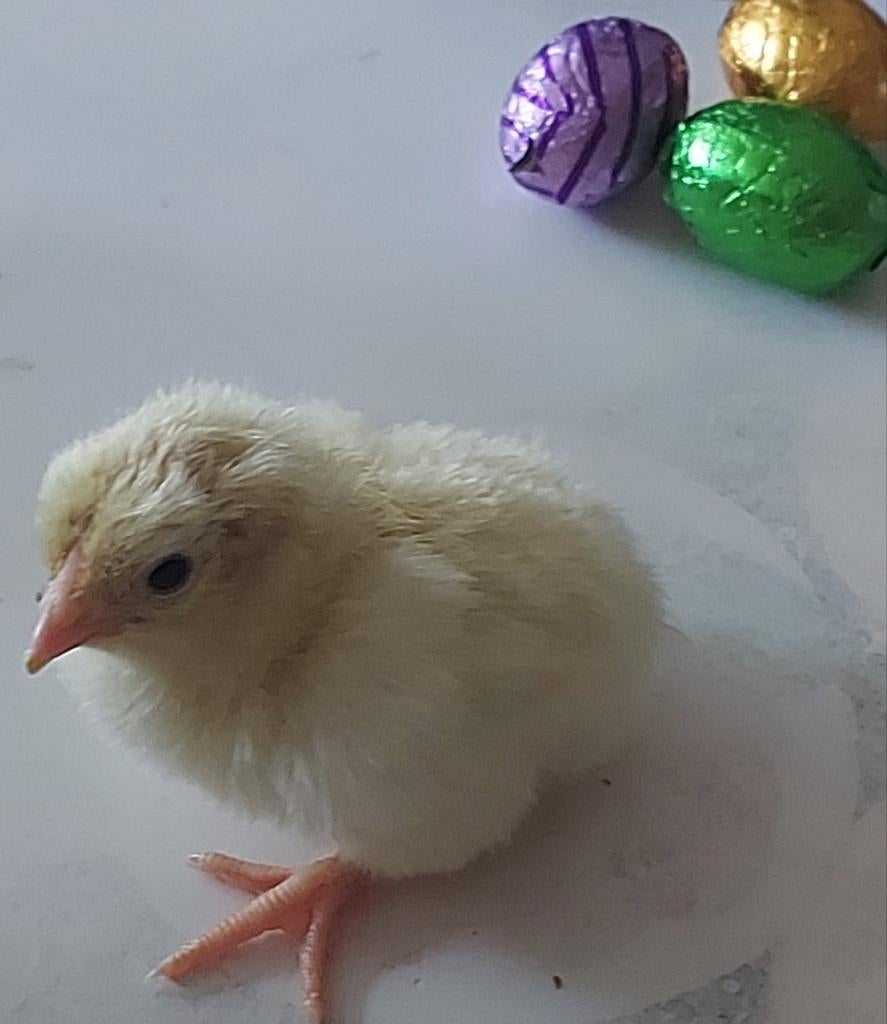 Kuikens wyandotte legkip