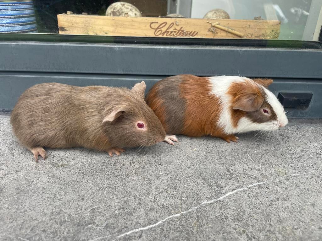 Jonge cavia’s, Dieren en Toebehoren, Knaagdieren, Cavia, Februari, Mannelijk, Tam