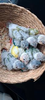 Bébés conures eam Belles mutations, Animaux & Accessoires, Oiseaux | Perruches & Perroquets