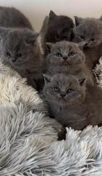 Britse korhaar kittens, Plusieurs animaux, Vermifugé, 0 à 2 ans