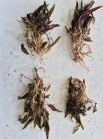 Cryptocoryne indonisii, Dieren en Toebehoren, Ophalen of Verzenden, Gebruikt, Plant(en), Steen of Hout