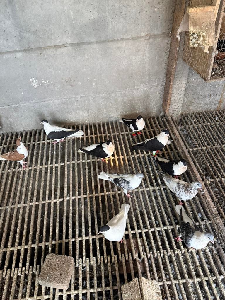 Duiven, Animaux & Accessoires