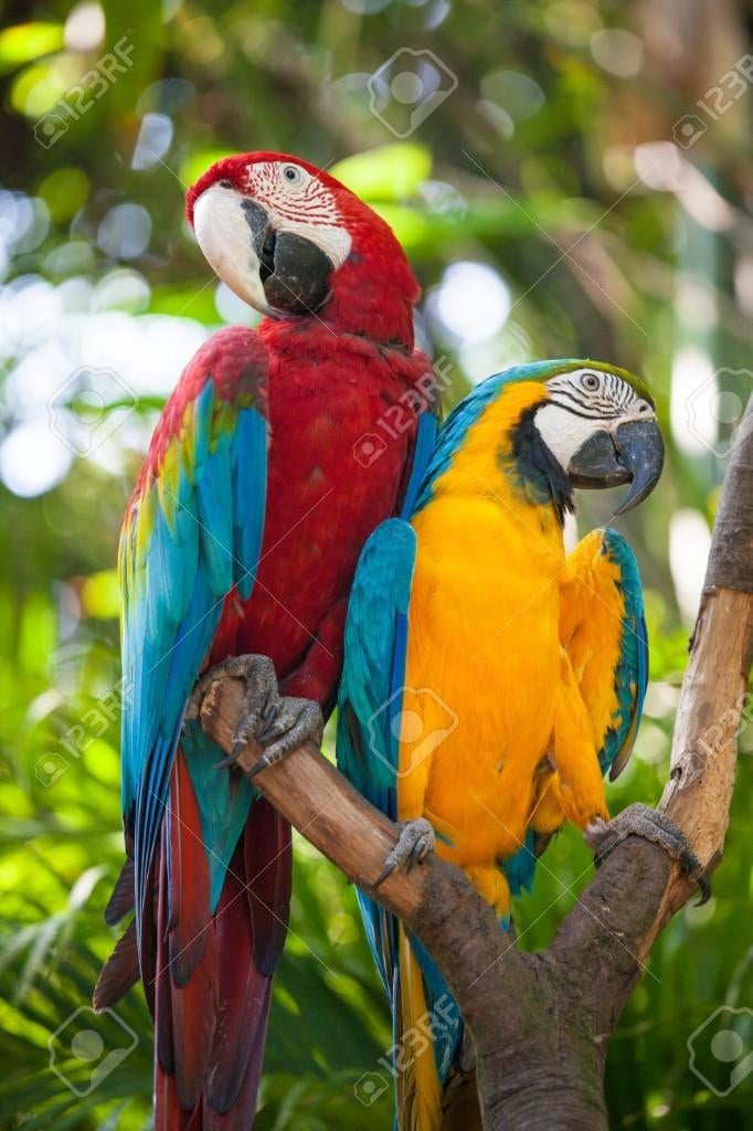 Adopte/receuille perroquet, Papegaai