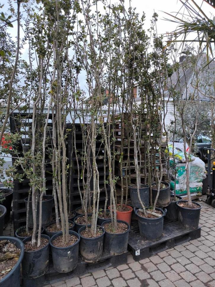 Steeneik te koop Quercus ilex, Jardin & Terrasse, Plantes | Arbres, Autres espèces, 100 à 250 cm, Plein soleil, Été, En pot, Enlèvement