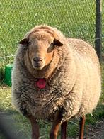 Prachtige Ardense voskop dekram, stamboekgekeurd, Mâle, Mouton, 0 à 2 ans