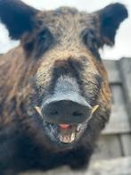 Taxidermie everzwijn prachtig, Ophalen