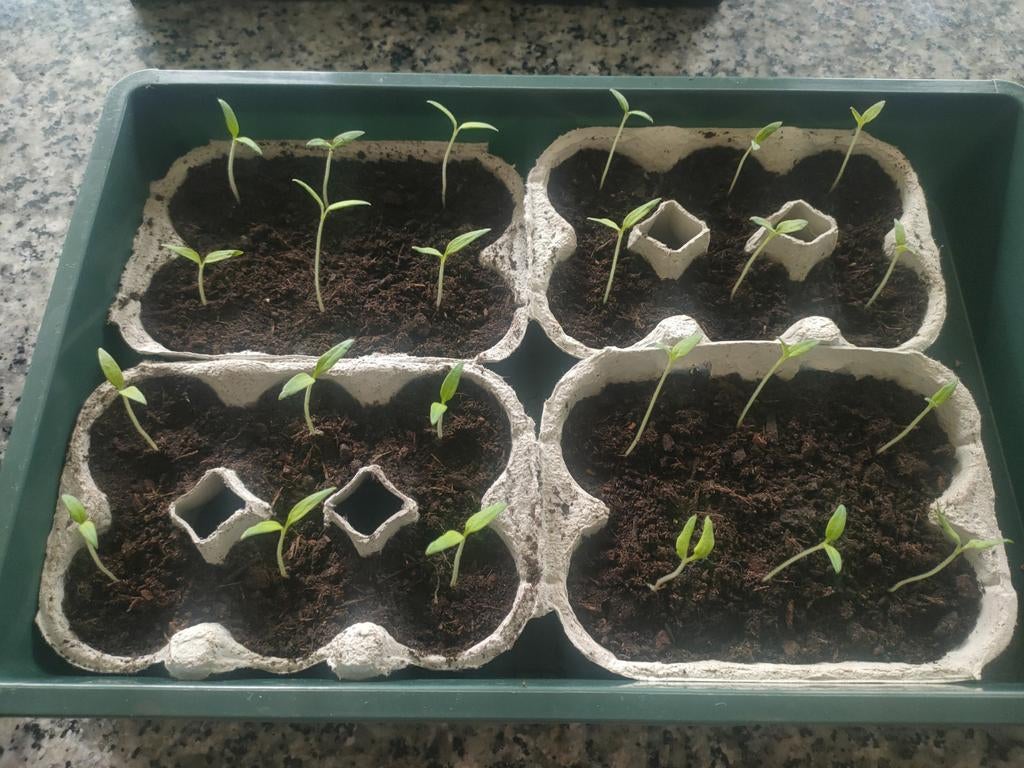 Kersttomaatjes, Ophalen