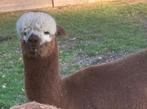 Alpaca hengst  2 5 jaar oud, Dieren en Toebehoren, Schapen, Geiten en Varkens