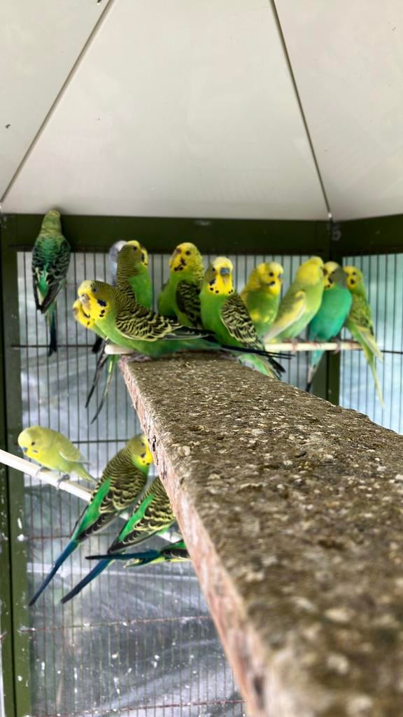 LAATSTE JONGE GRASPARKIETJES EIND 26: 10 EURO/VOGEL, Dieren en Toebehoren, Meerdere dieren, Parkiet, Tam