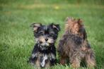 Yorkshire terrier pups verschillende kleuren, Dieren en Toebehoren, Honden | Jack Russells en Terriërs, Yorkshire Terriër, 15 weken tot 1 jaar