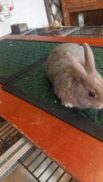 Kleurdwerg  te koop, Dieren en Toebehoren