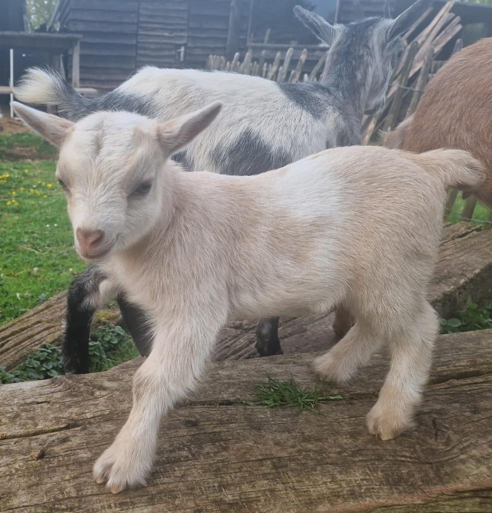 Mooie jonge dwerggeitjes, Dieren en Toebehoren, Schapen, Geiten en Varkens, Meerdere dieren, Geit, 0 tot 2 jaar