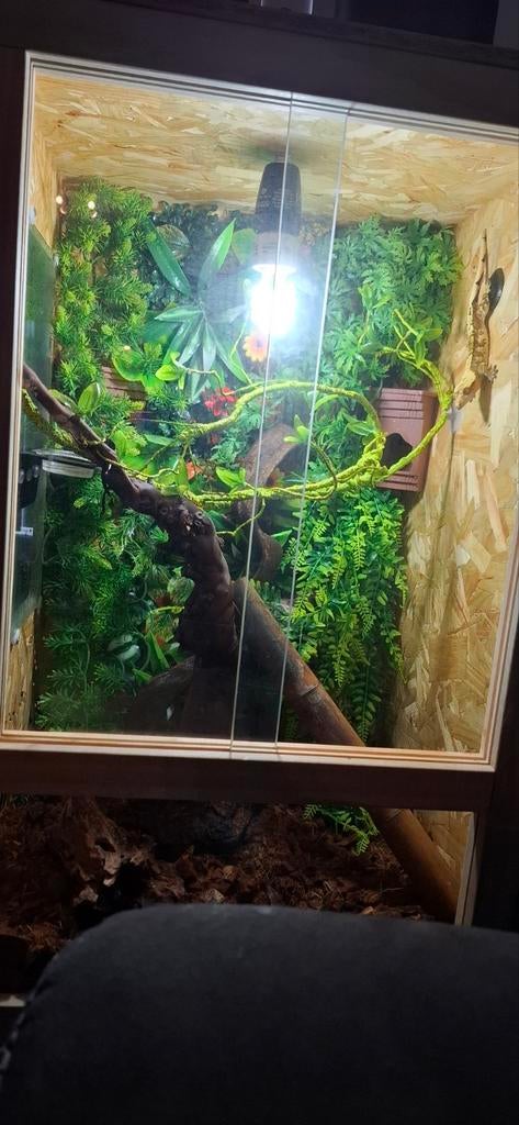 Splinter nieuw osb terrarium 80hoog 50b50l, Dieren en Toebehoren