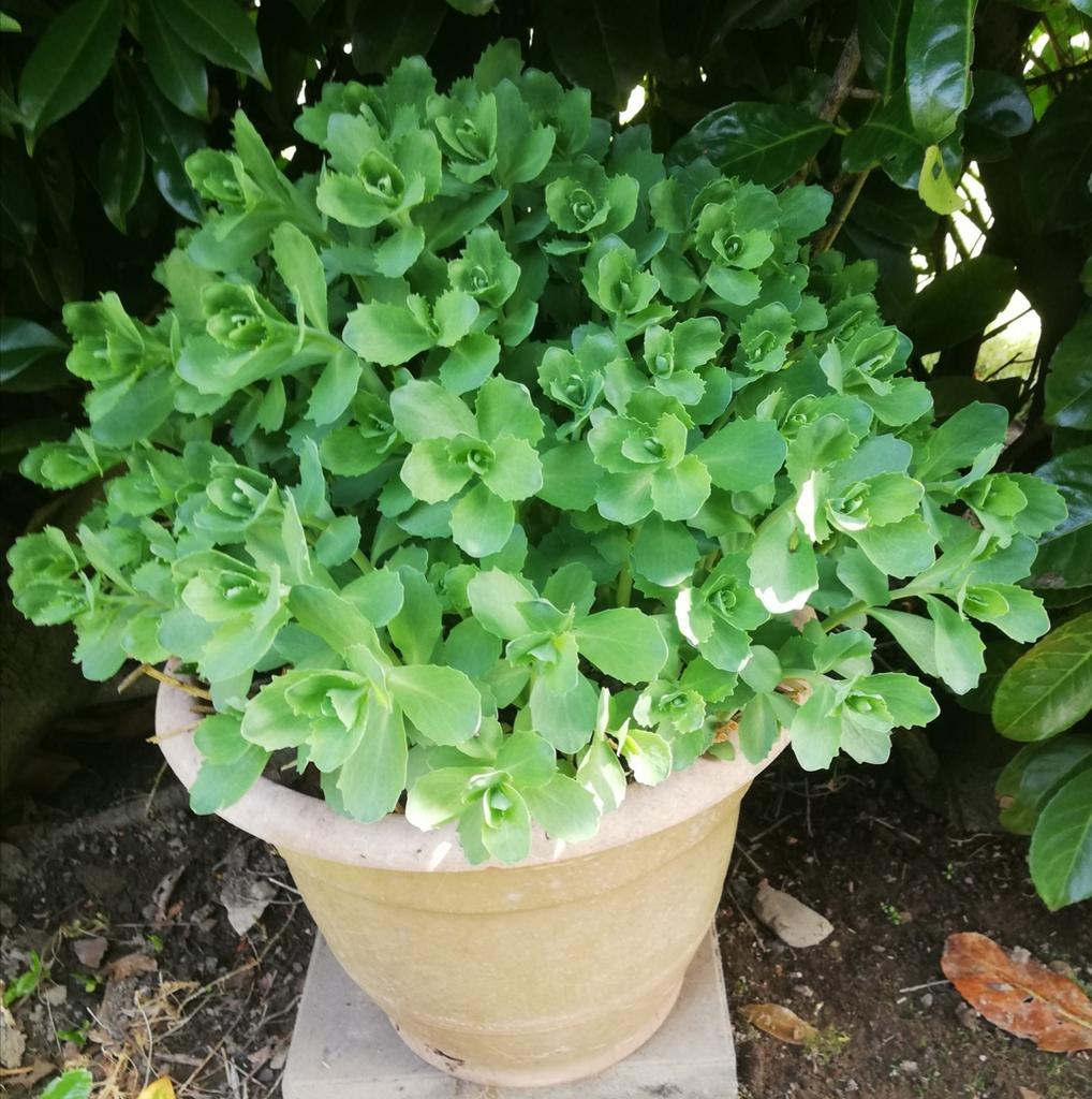 Echange ou vend sédum spectabile rose, Jardin & Terrasse, Enlèvement, Été, Plante fixe, Plein soleil