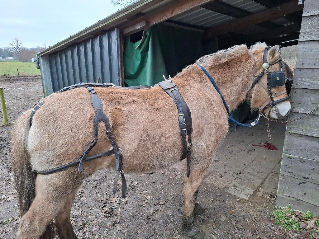 fjord, Dieren en Toebehoren, Merrie, Recreatiepony, Met stamboom, 3 tot 6 jaar