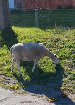 Brebis 3 ans, Animaux & Accessoires