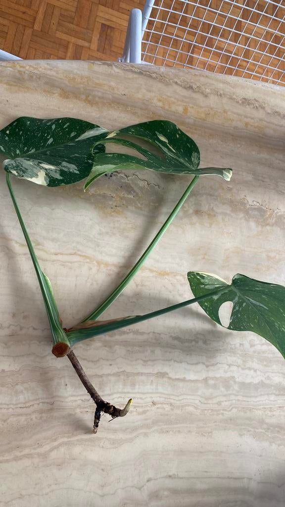 Monstera Thai Constellation, Maison & Meubles, Plantes d'intérieur, Enlèvement