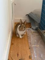 Baby konijntjes €15, Dieren en Toebehoren, Konijnen