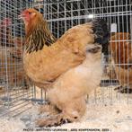 Brahma koppel Buff zwart/blauwcolumbia